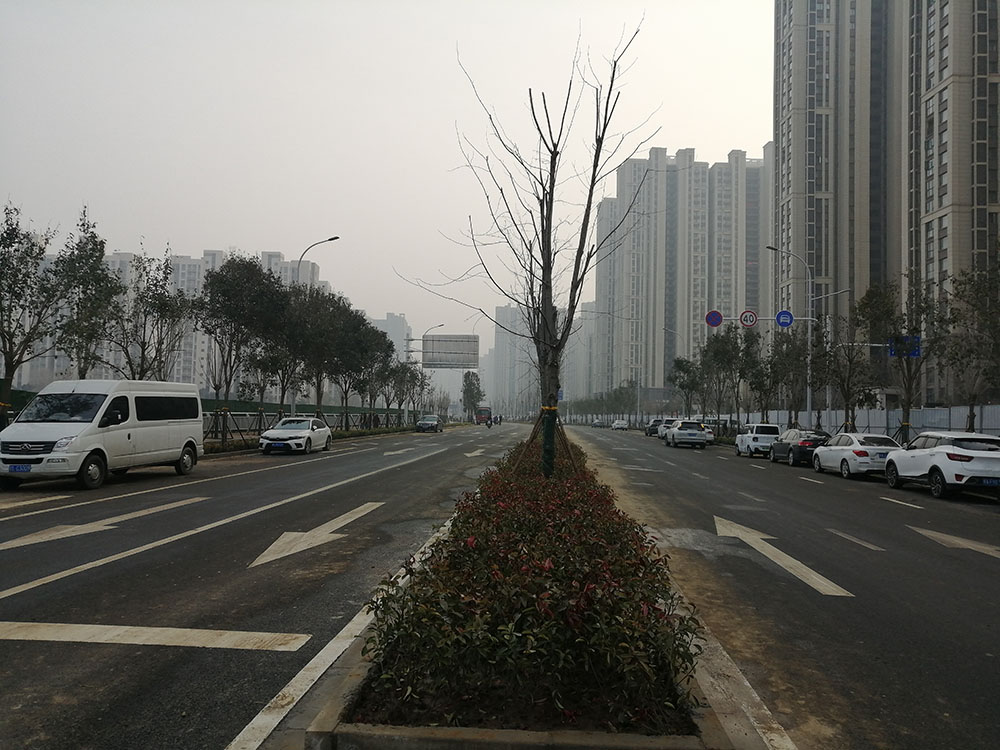 特事特辦、創(chuàng)造速度奇跡 --洛達路（中原路-穎河路）綠化工程完工